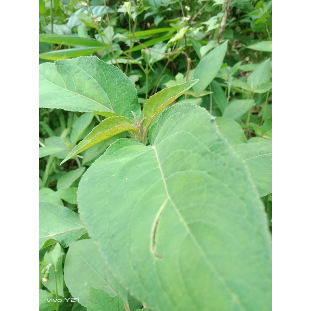 

daun ketepos segar 1 kg