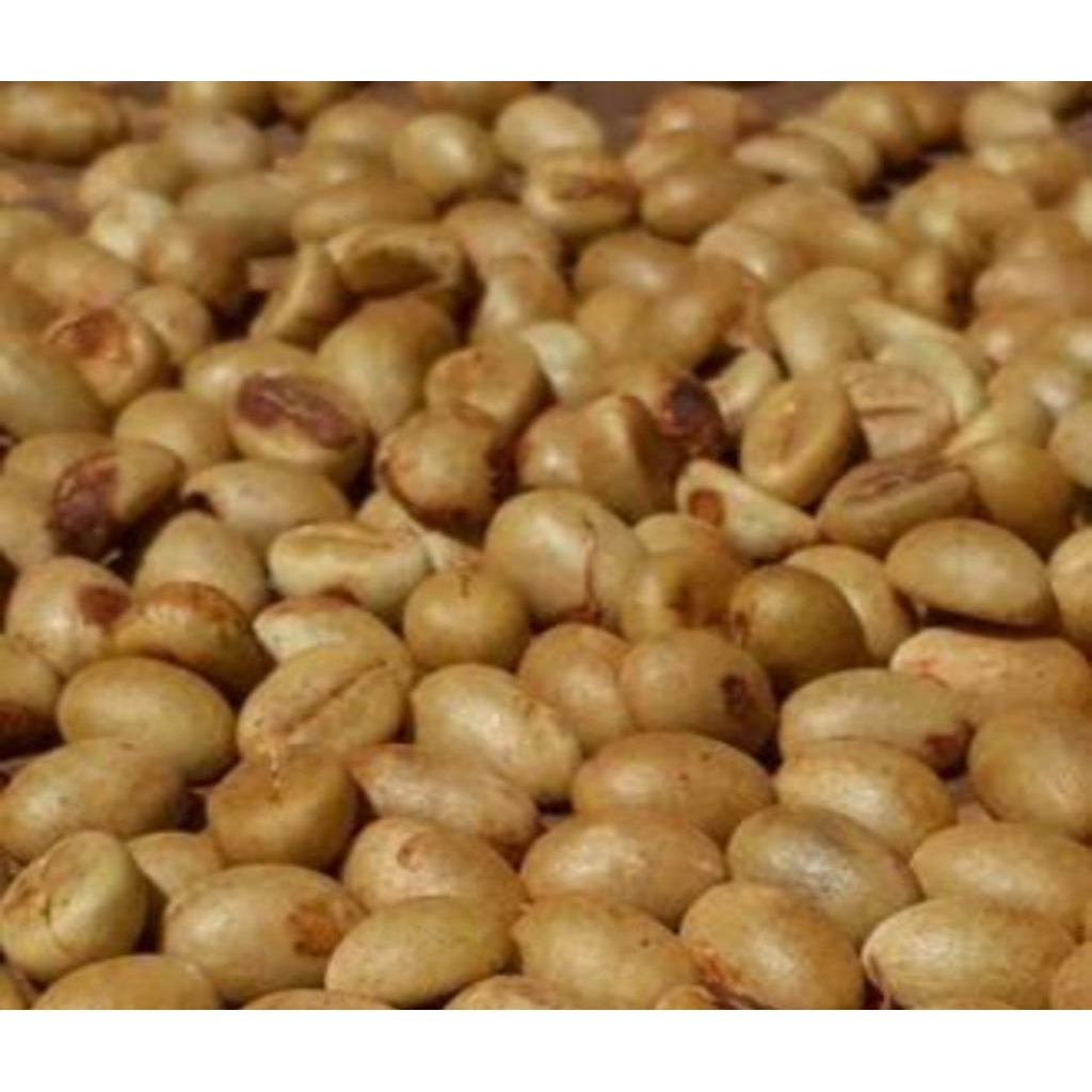 bibit biji kopi robusta 2000 biji