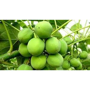 

Buah Jarak Segar Pagar Per 15 Buah Untuk Obat Herbal Umpan Pancing