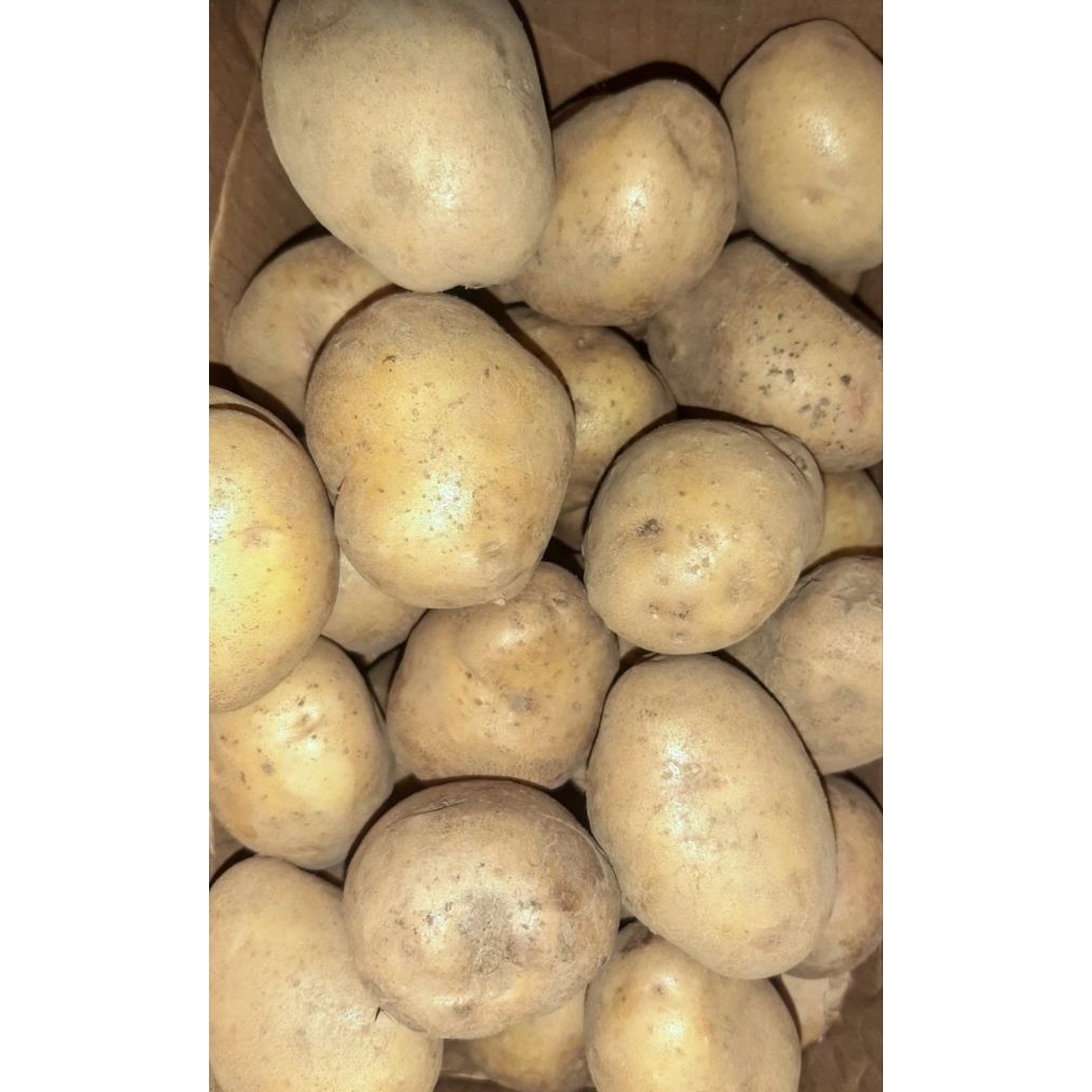 

Kentang Dieng Super [ Ukuran Sedang 1 Kg ]