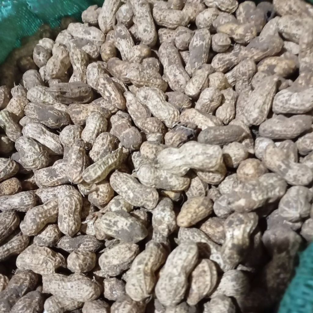 

Kacang tanah mentah Dari petani 1kg