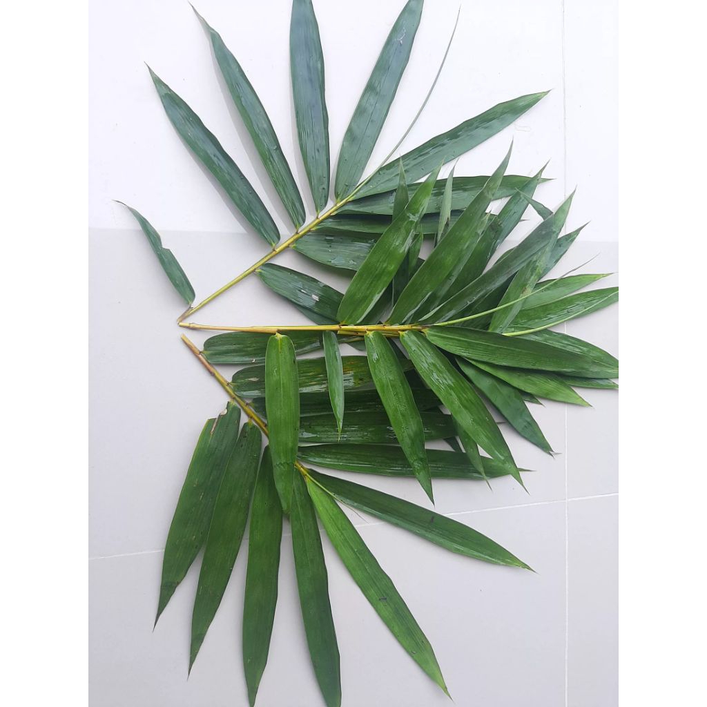 

Daun bambu segar