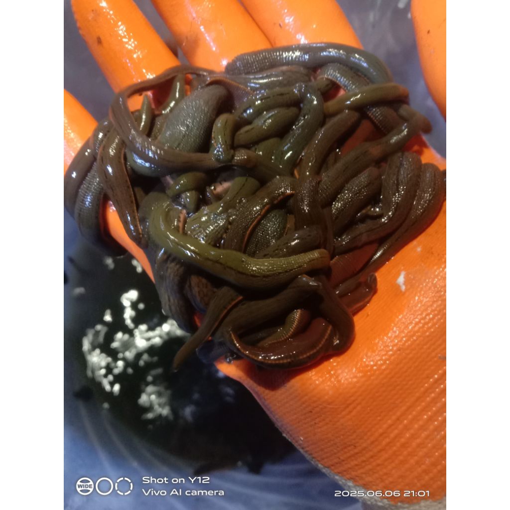 lintah hidup ukuran sedang