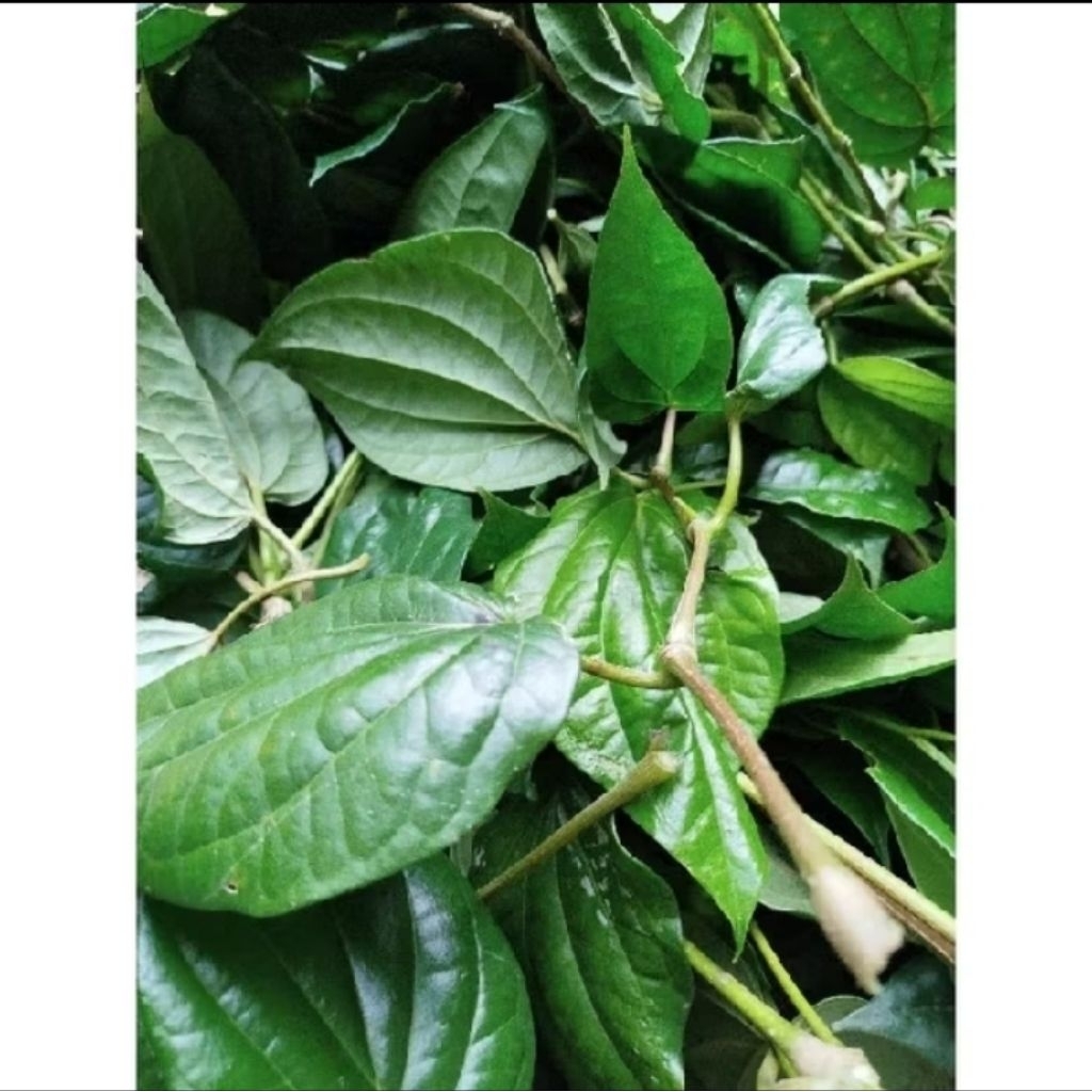 

daun sirih 100 gram terlaris