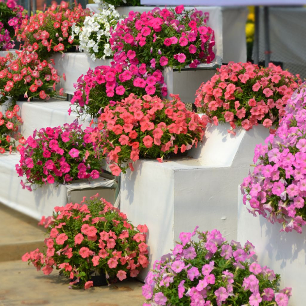 Petunia Hotunia Radiance Mix F1