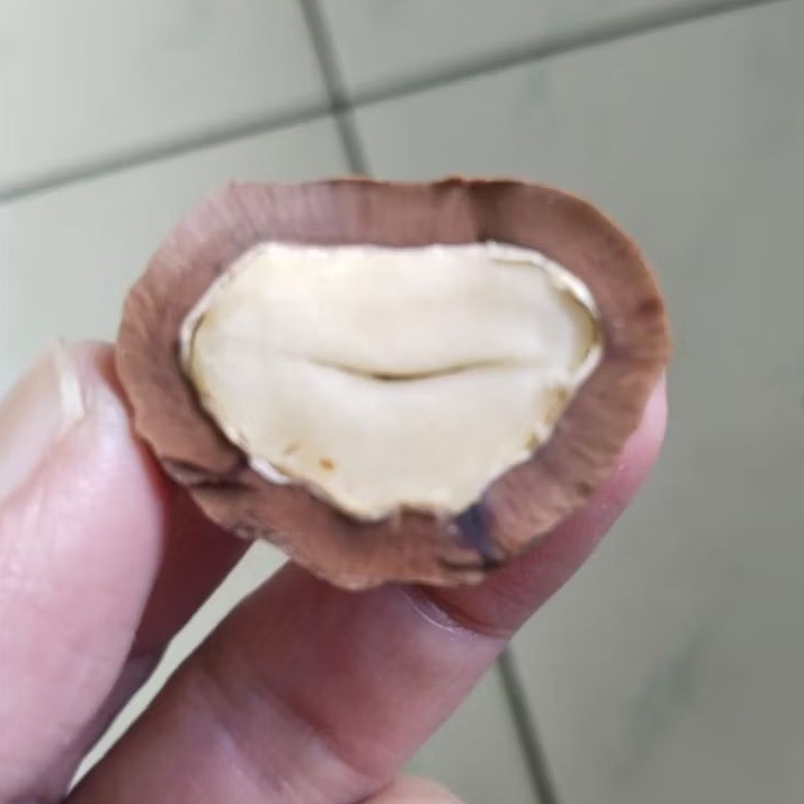 Kemiri Adu Muncang Adu Mayit Asmat Ori Pasangan Mewah