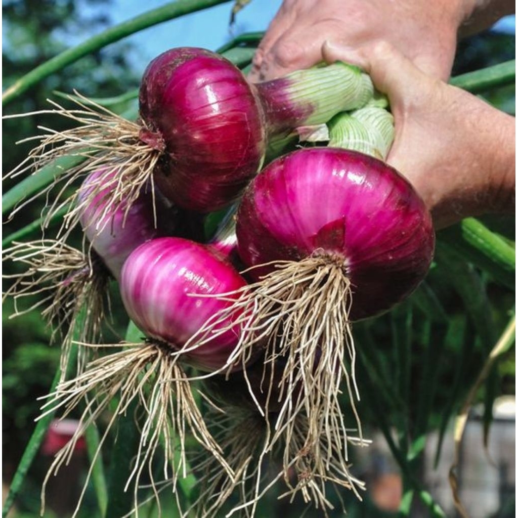 

BAWANG MERAH SEGAR LANGSUNG DARI PETANI