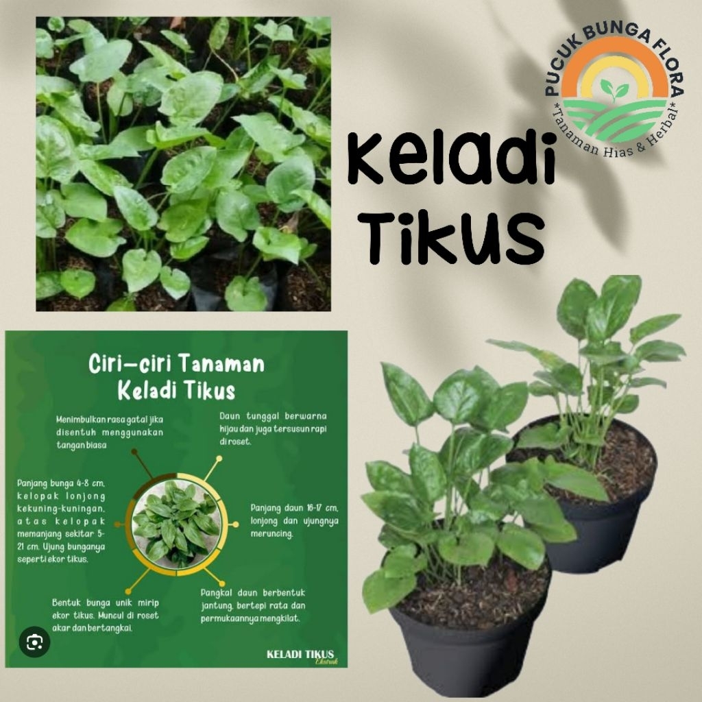 Keladi Tikus Keladi Herbal Tanaman Herbal