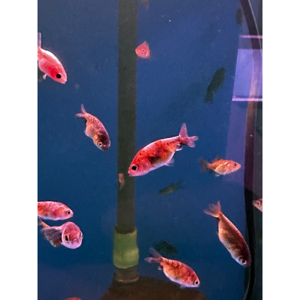 ANAKAN IKAN MAS KOKI GOLD FISH RANCU ORANDA IKAN KECIL HIAS