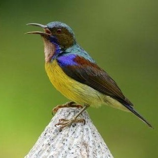 Korlap / Kolibri Kelapa Manggar Palmerah