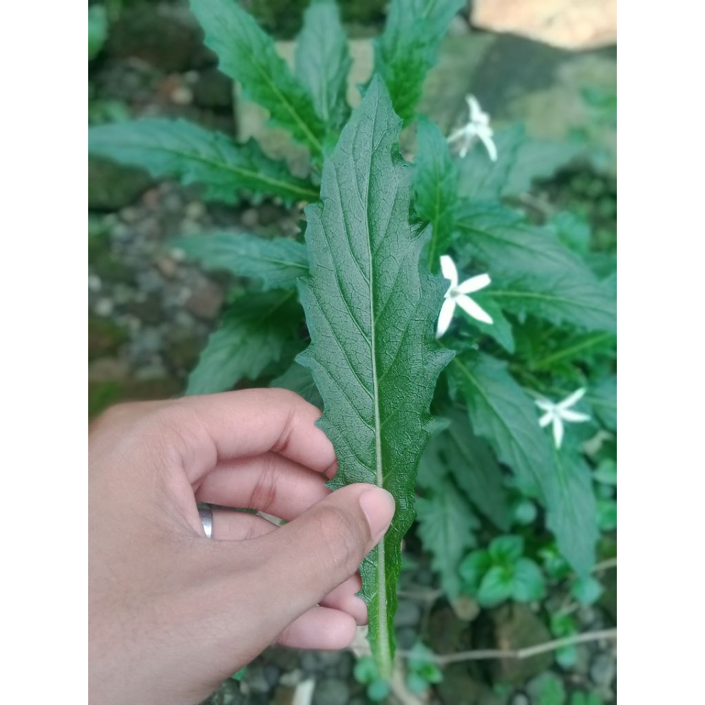 

Tanaman Kitolod (Pohon Katarak) Herbal & Obat Tradisional PREMIUM