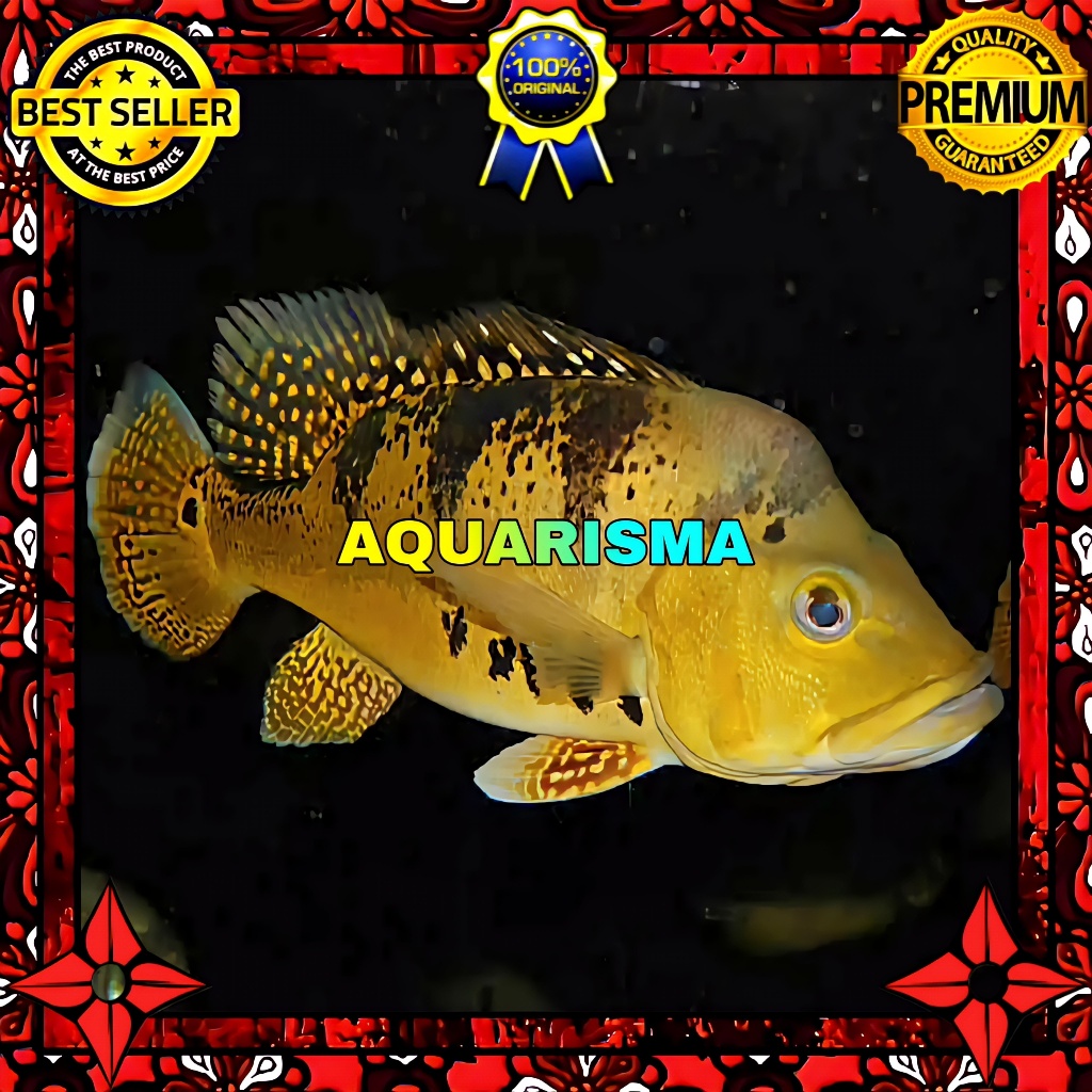 KEBUTUHAN AKUARIUM - CICHLID PEACOCK BASS CICHLA GOLDEN KELBERI 8-9 CM
