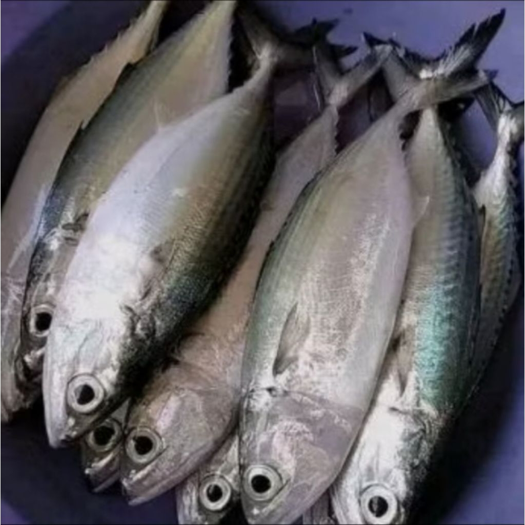

ikan asin kembung putih fress dan segar. langsung dapat dari laut di olah dgn bahan alami. harga mulai dari 1kg. size jumbo campur sedang