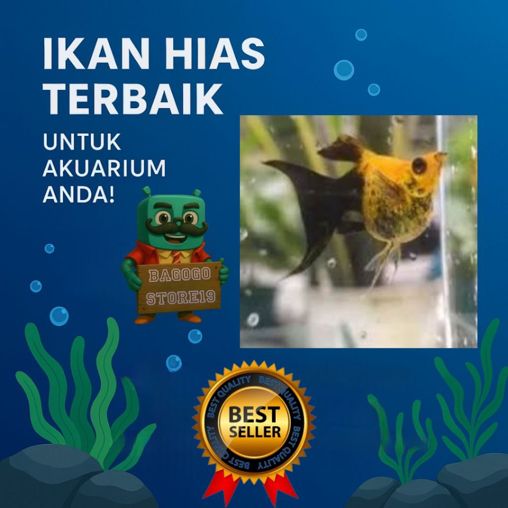 molly balon black golden