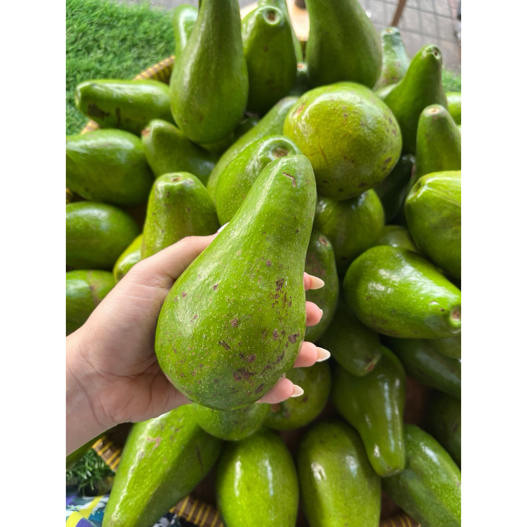 

Alpukat Mentega Premium