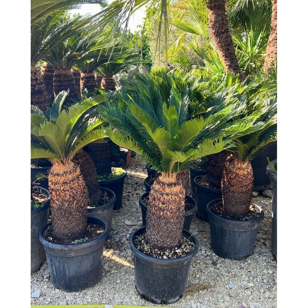 Pohon palem sikas tinggi 1 meter | tanaman hias palem sikas | tanaman palem sikas mawar