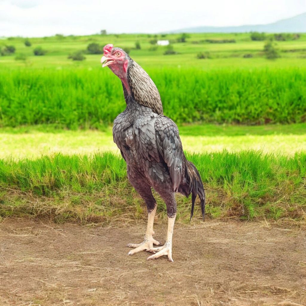 Ayam Jago Bangkok Klasik Hidup (Umur >6 Bulan)