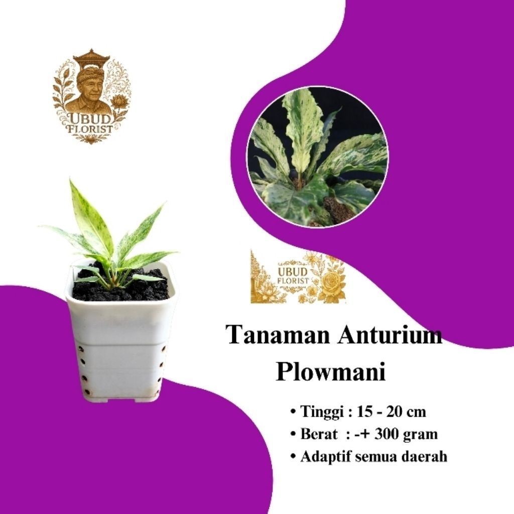 Bibit Tanaman Hias Anthurium Plowmani variegata - gelombang cinta - Ubudflorist