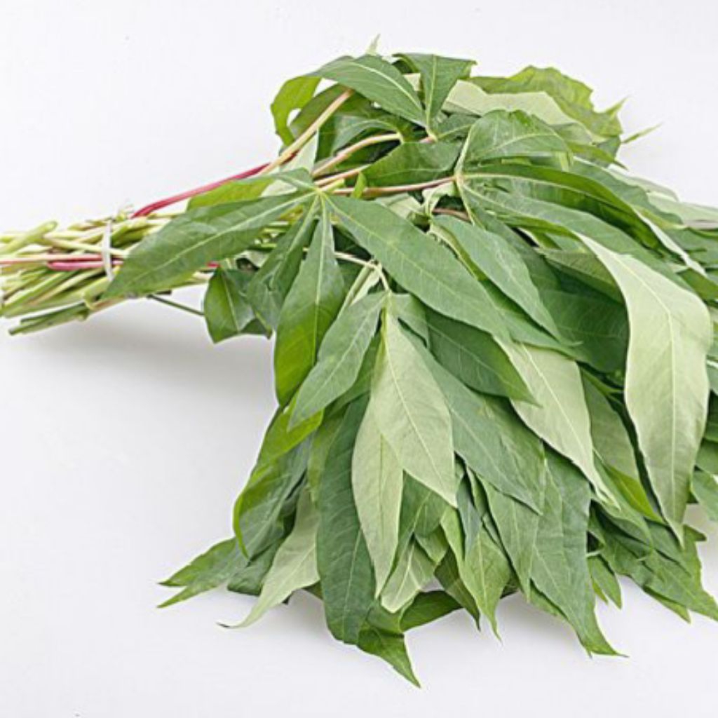 

[PS] Daun Singkong / Ikat Besar