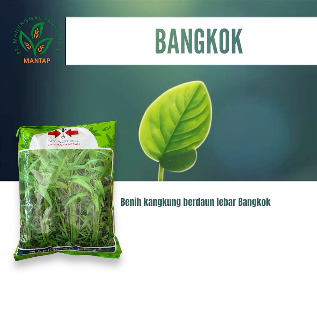benih kangkung bangkok