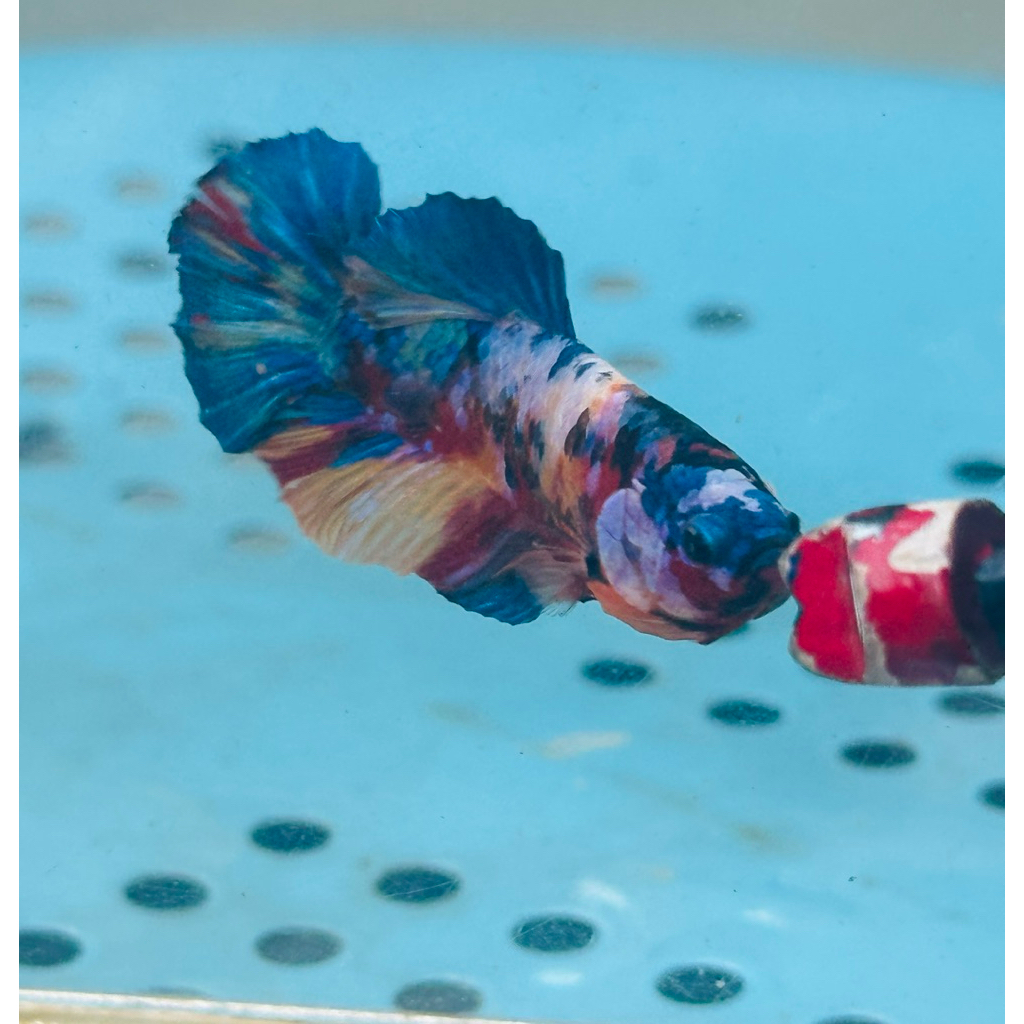 Yellow Base Multicolor Kode MCL-14 - hiasan aquarium