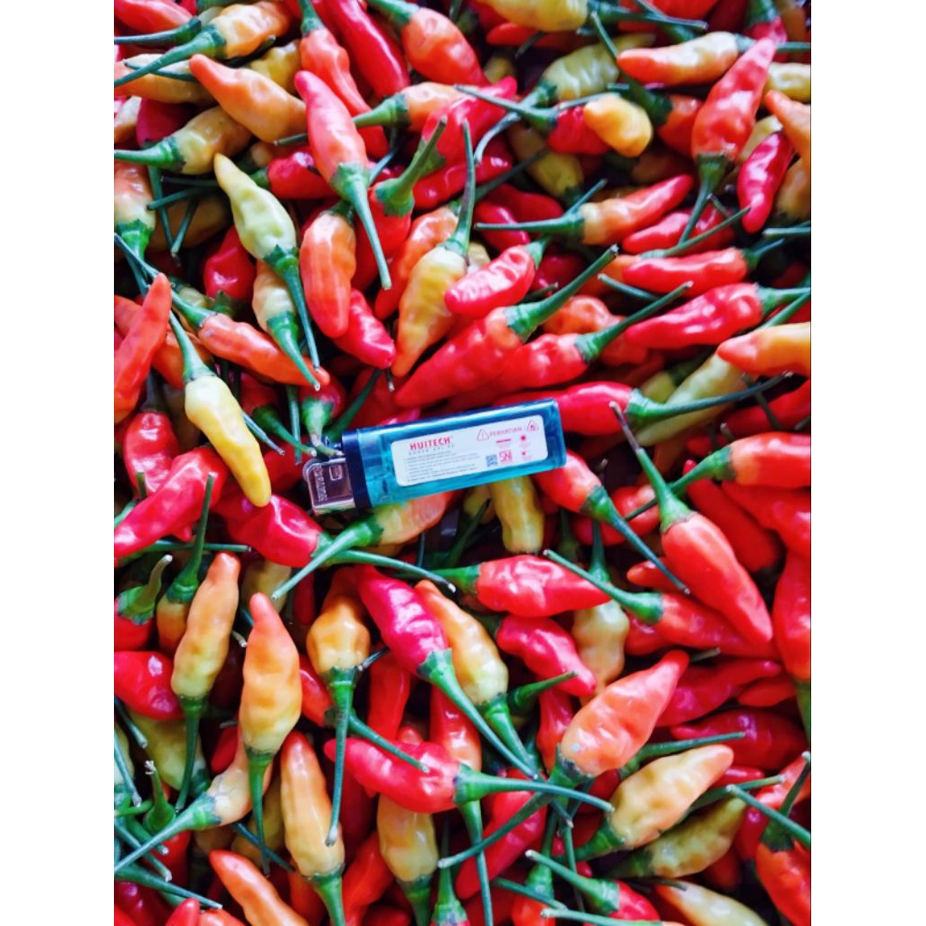 

cabe rawit merah 500gram / 1kg |cabe rawit merah ori segar |Cengek