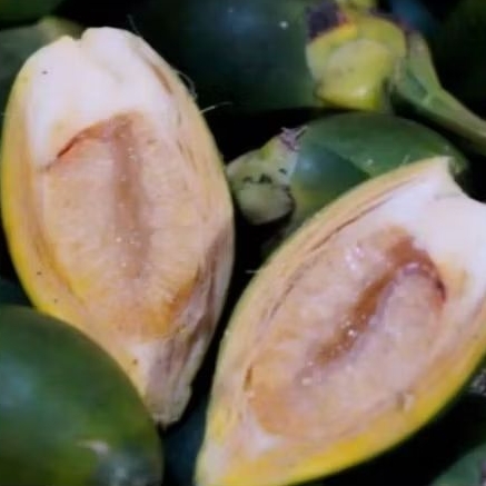 

Buah pinang muda. fres / Buah jame 1000 gram