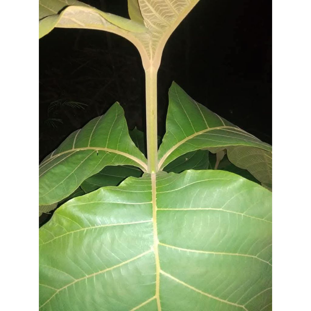 

DAUN JATI FRESS 30LEMBAR