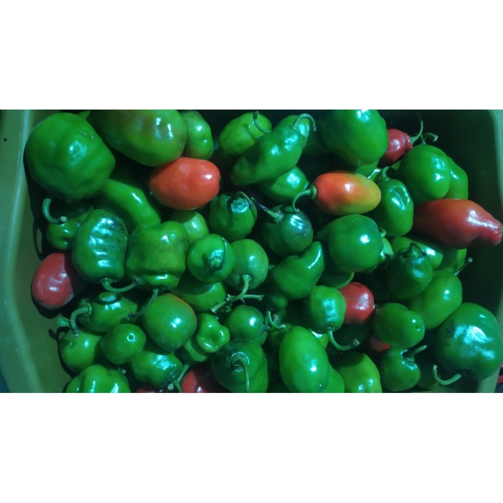 

Cabai Gendot Asli Dieng