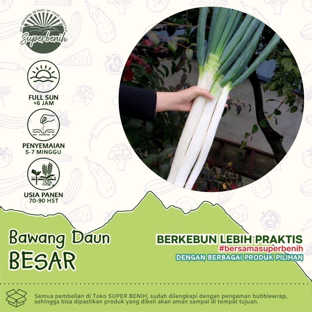 [60 Biji] Benih BAWANG DAUN BESAR Unggulan, Bibit Biji Sayuran Hidroponik dan Media Polybag Lambat B