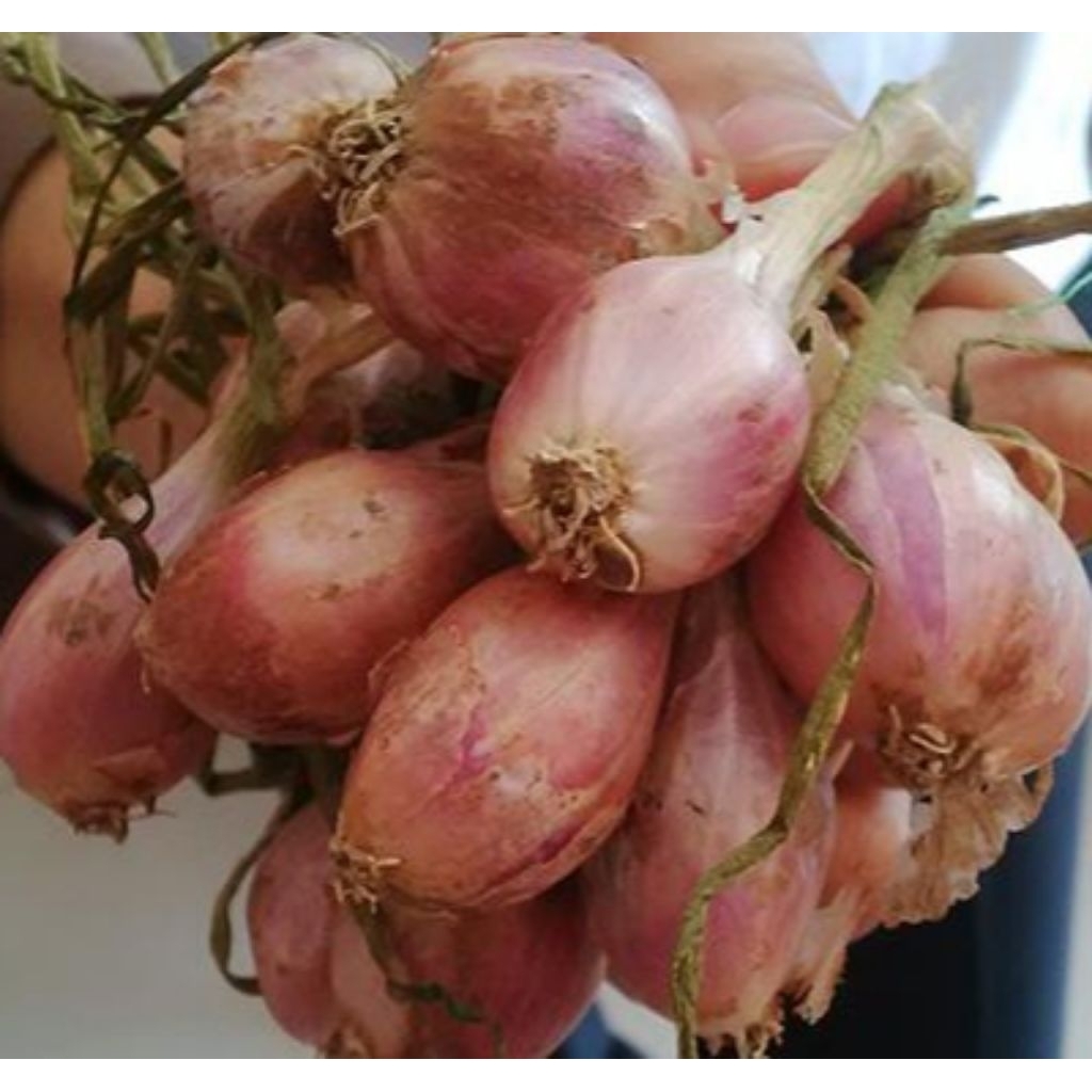 

Bawang Sumenep 1kg