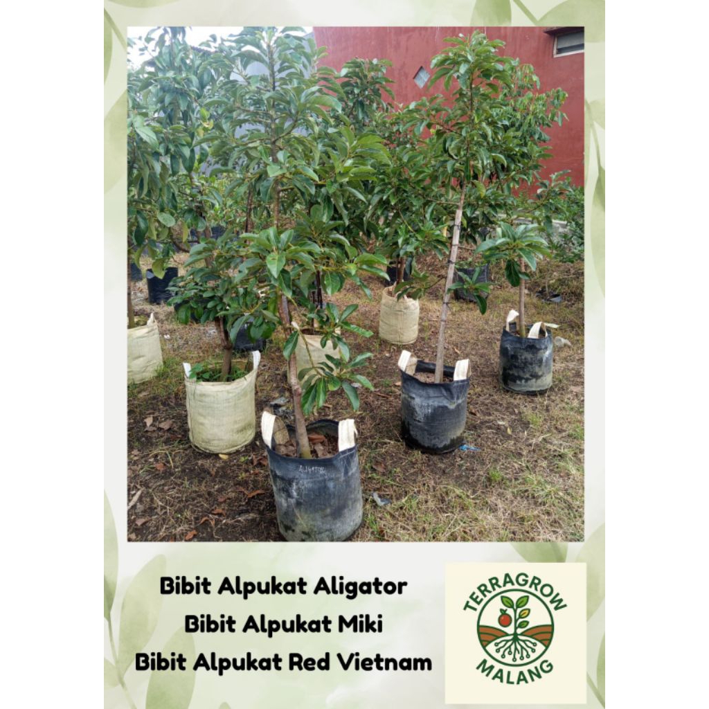 Bibit Alpukat Aligator 1,5 meter