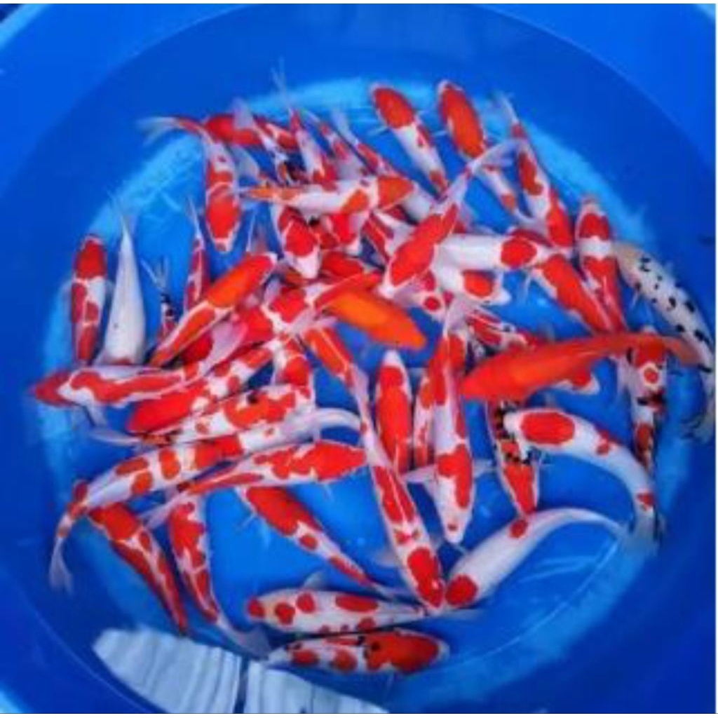 Ikan Koi Kohaku Size +/- 13-15 CM - Beli 10 Gratis 1 Ekor