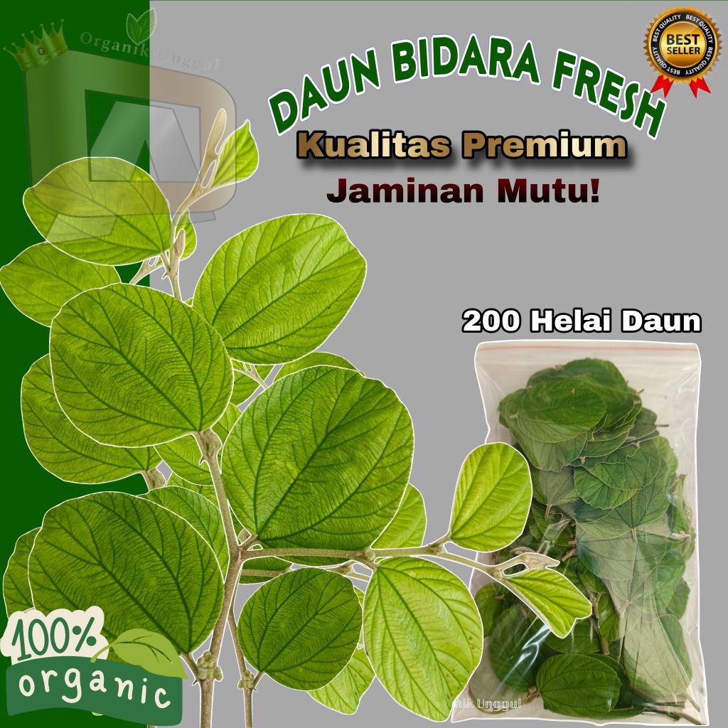 

Daun Bidara Segar Berkualitas || Isi 200 Lembar Daun/Pack || Daun Ruqyah Daun Herbal