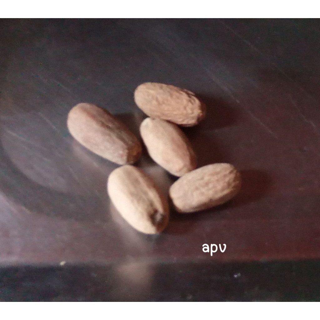 

biji pala 5 butir rempah rempah bumbu dapur