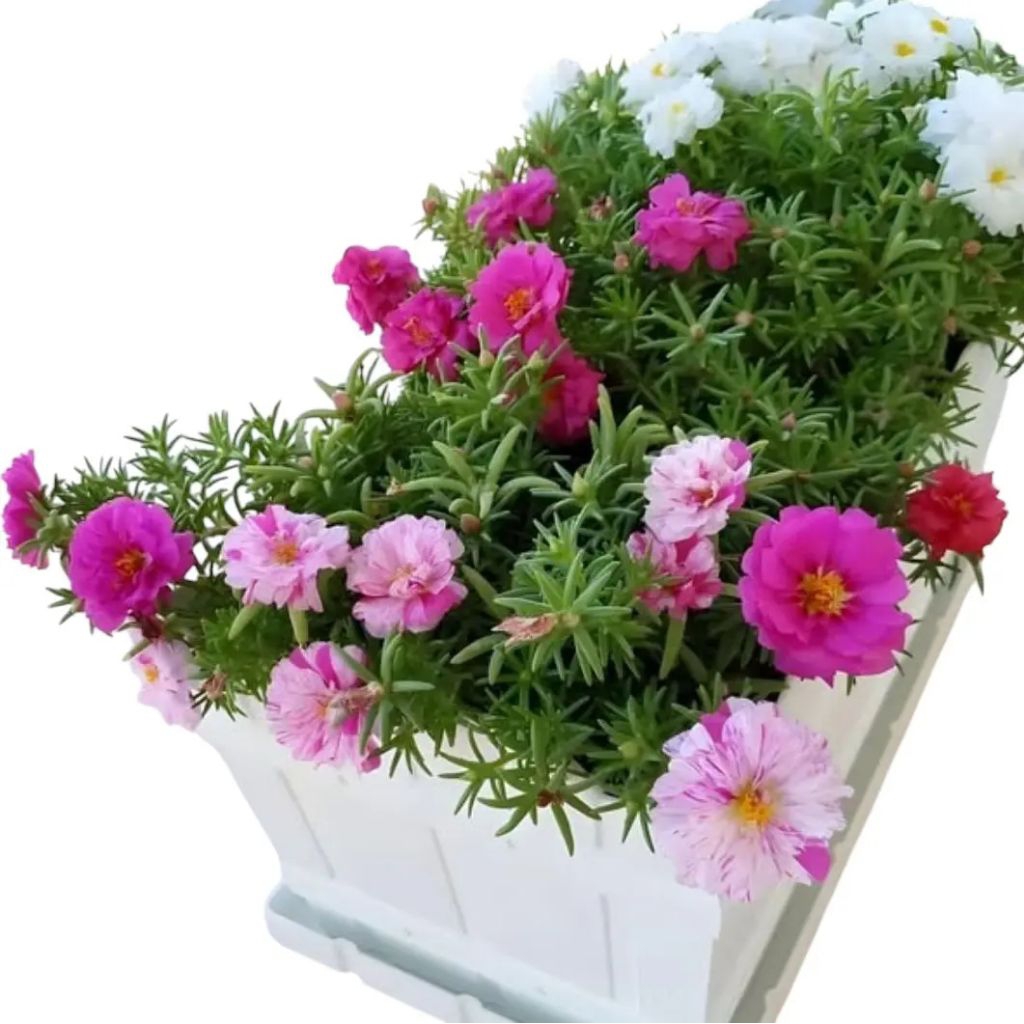 BENIH/BIJI BUNGA MOSS ROSE PORTULACA 1 gr