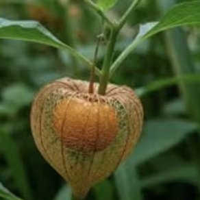 

Buah ciplukan segar gift pack