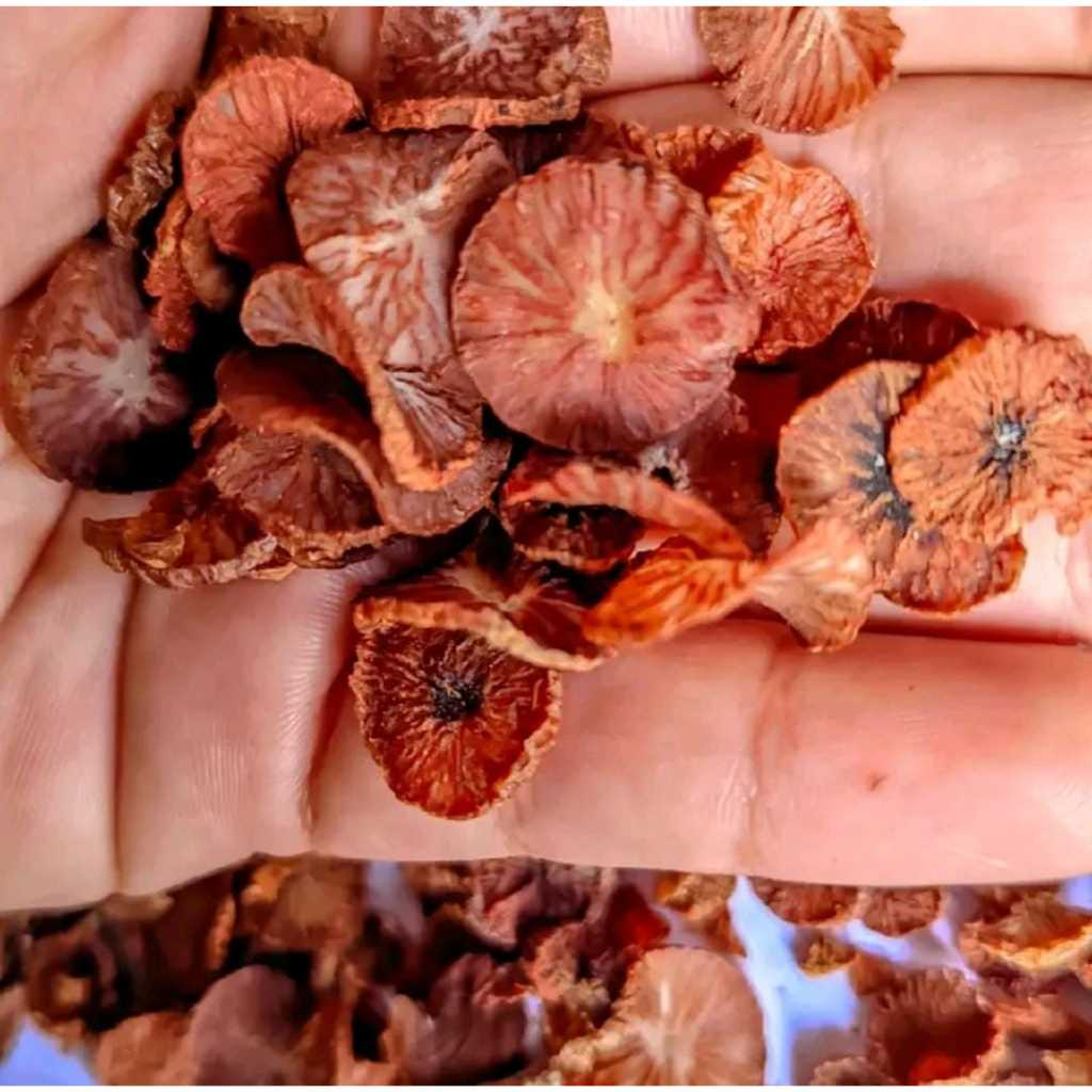 

Buah Pinang Muda Iris Kering 1kg Berkhasiat