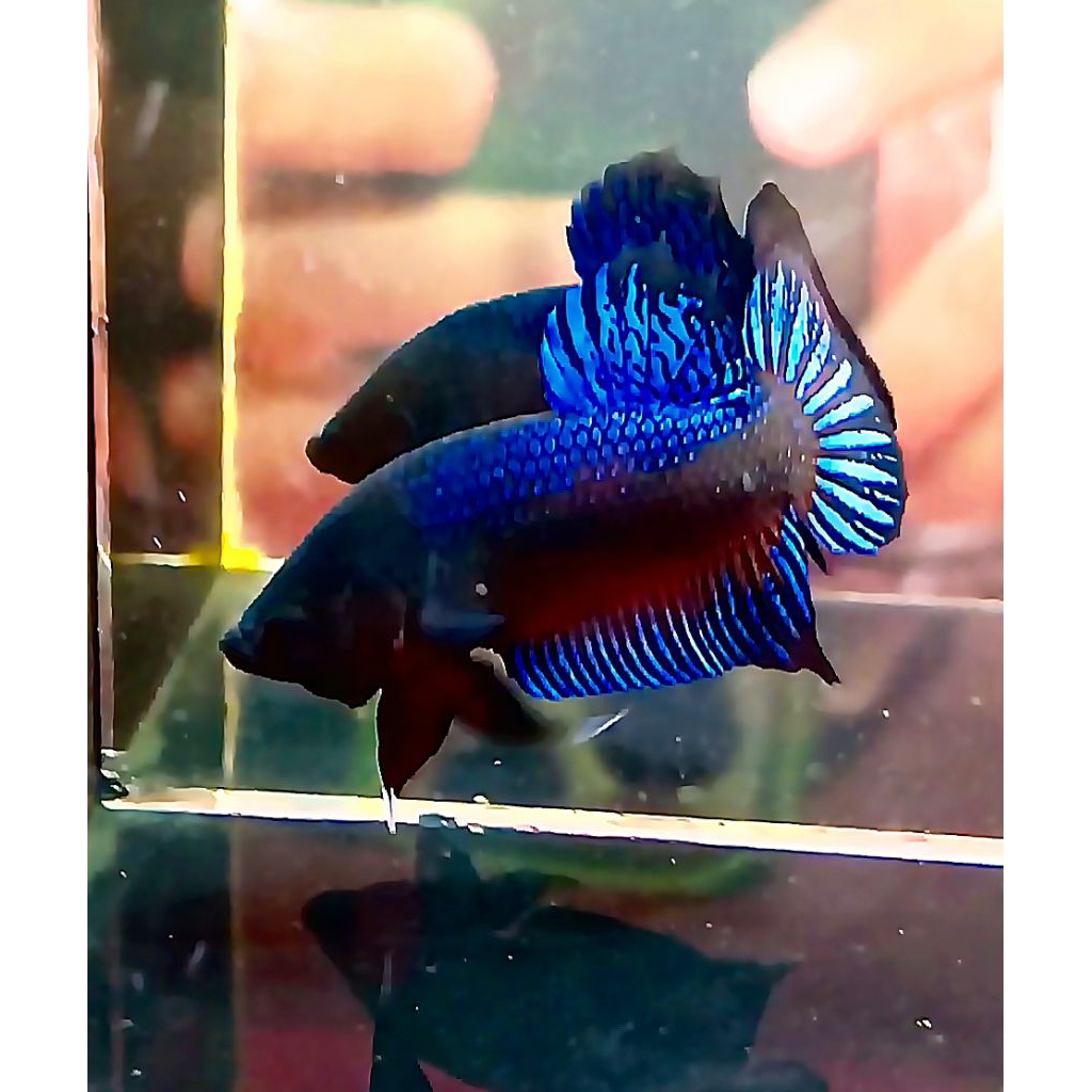 Katong Medan super gigi tajam