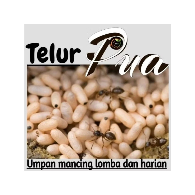 Telur Pua Kering/ Telur Jentit ( Pengganti Kroto dan Telur Jangkrik ) campuran umpan ikan Mas, Nila 