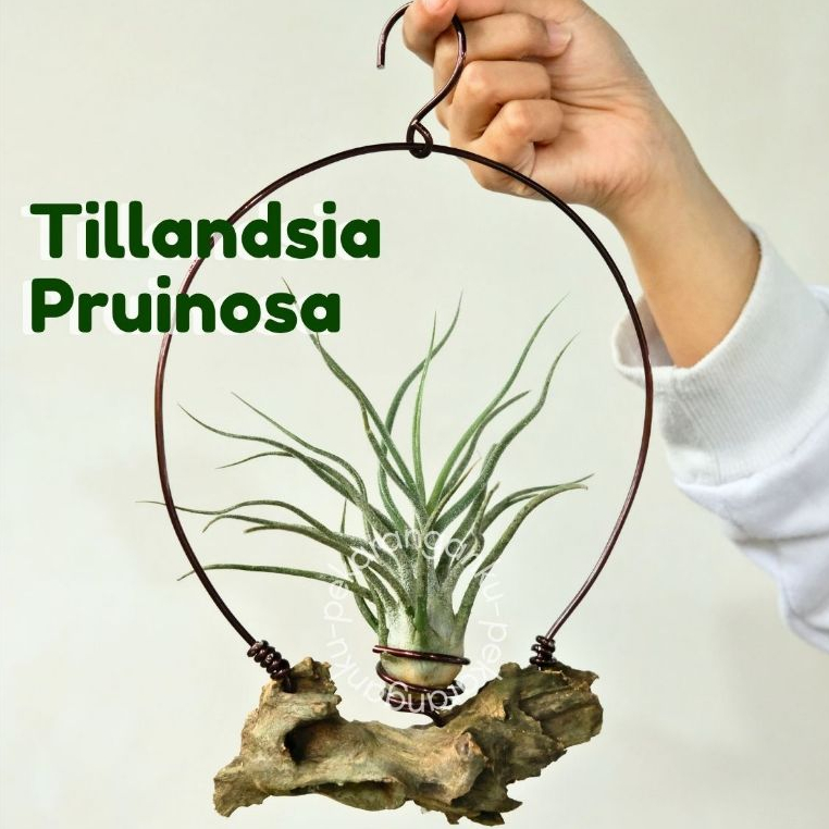 Tillandsia Pruinosa/Air Plant/Tillandsia