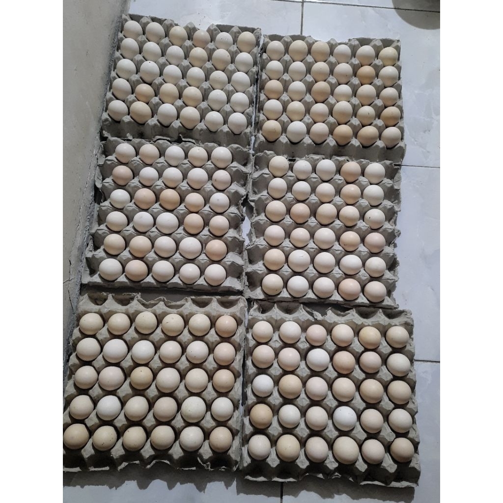 

Telur Ayam Kampung Konsumsi / bisa diTetaskan