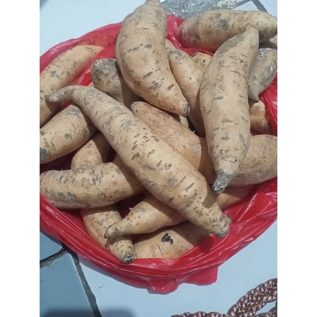 

ubi Cilembu