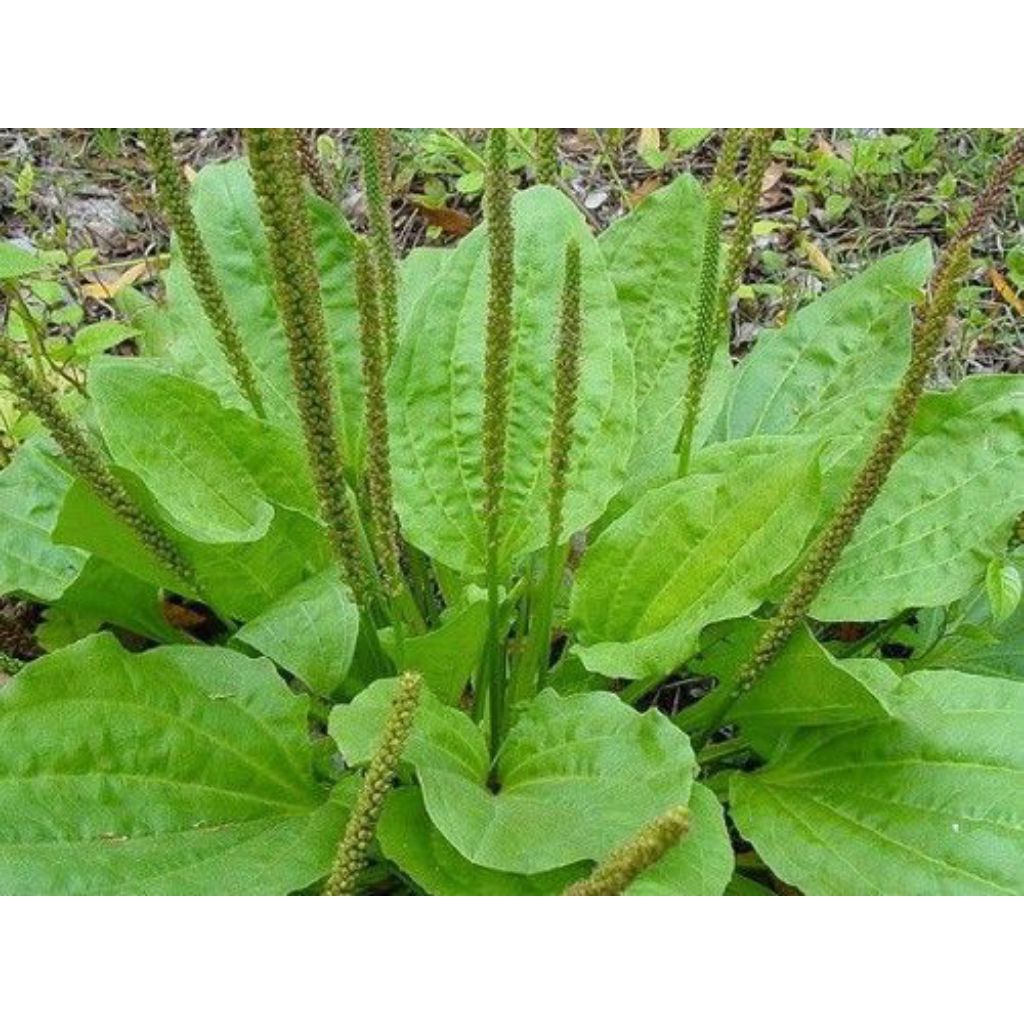 

daun sendokan daun Kiurat asli fresh obat herbal 500grm