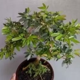 bahan bonsai kaliandra sulimaraja