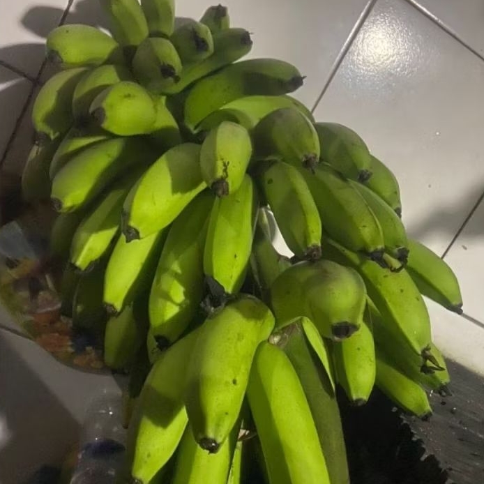 

Buah Pisang Mentah PB EKO Pisang Bangkaulu