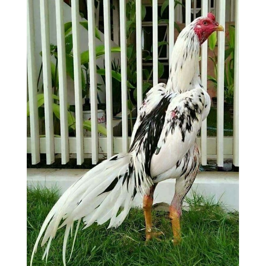 

Telur Tetas Ayam Bangkok Black and White Fertil siap untuk ditetaskan