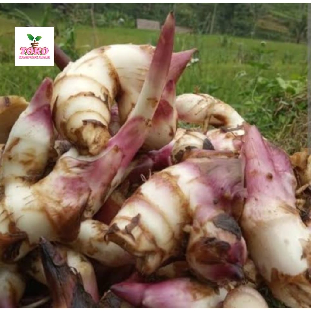 

umbi ganyong segar 500grm