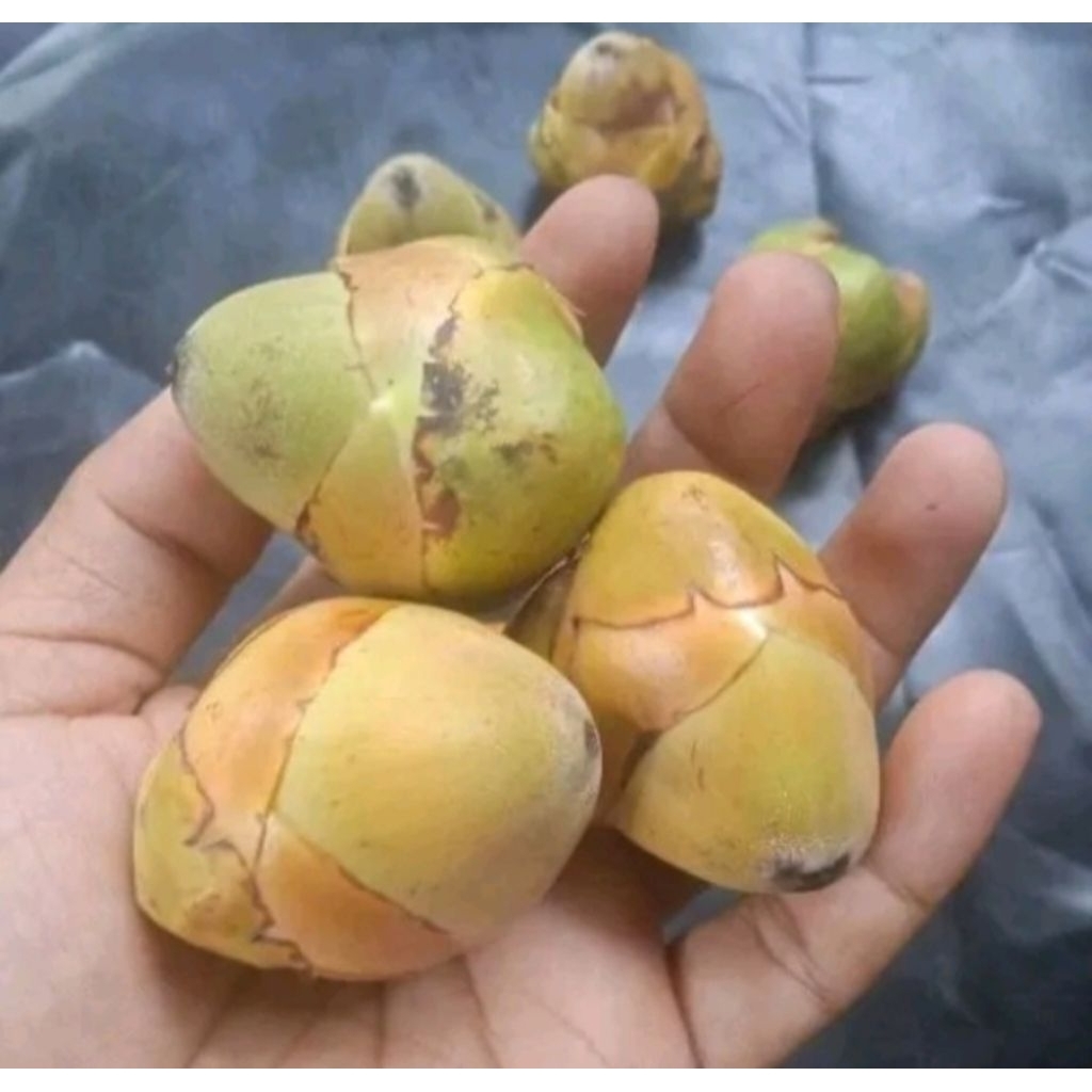 

Bluluk/biruluk kelapa penurun gula darah