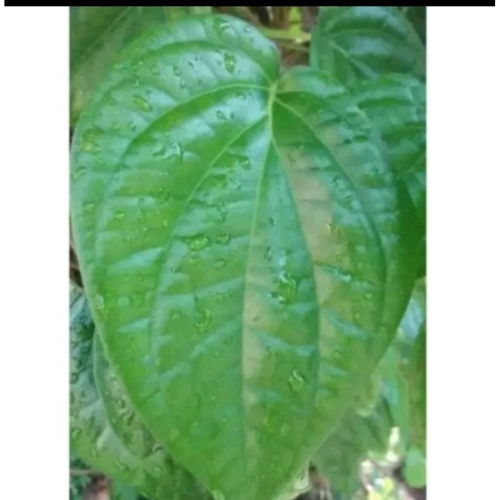 

Daun sirih hijau segar